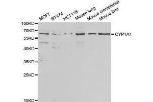 Western blot analysis of extracts of various cell lines, using CYP1A1 antibody (ABIN5971186) at 1/1000 dilution. (CYP1A1 antibody)