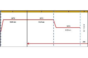 Polymerase Chain Reaction (PCR) image for Met Proto-Oncogene (MET) IQ-ELISA Kit (ABIN5680031) (c-MET IQ-ELISA Kit)