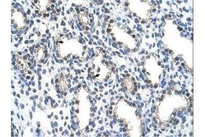 Image no. 1 for anti-THO Complex 4 (THOC4) (AA 58-107) antibody (ABIN203454) (THO Complex 4 antibody  (AA 58-107))