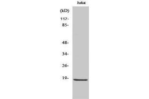 Western Blotting (WB) image for anti-Caspase 2 p18 (cleaved), (Gly170) antibody (ABIN3172745) (Caspase 2 p18 antibody  (cleaved, Gly170))