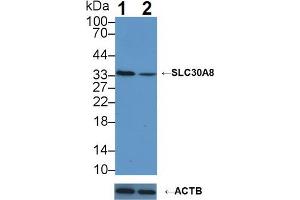 Western blot analysis of (1) Wild-type K562 cell lysate, and (2) SLC30A8 knockout K562 cell lysate, using Rabbit Anti-Human SLC30A8 Antibody (3 µg/ml) and HRP-conjugated Goat Anti-Mouse antibody ( (SLC30A8 antibody  (AA 263-369))