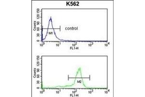 WDSUB1 Antibody (Center) (ABIN652763 and ABIN2842501) flow cytometry analysis of K562 cells (bottom histogram) compared to a negative control cell (top histogram). (WDSUB1 antibody  (AA 303-331))
