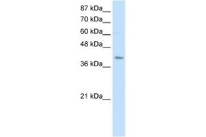 ERAL1 antibody used at 0. (ERAL1 antibody)