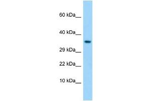 Western Blotting (WB) image for anti-Taste Receptor, Type 1, Member 1 (TAS1R1) (C-Term) antibody (ABIN2790236) (TAS1R1 antibody  (C-Term))