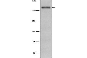 Western blot analysis of Fibronectin expression in HepG2 cell lysate. (Recombinant Fibronectin antibody)