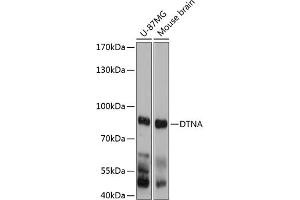 Western blot analysis of extracts of various cell lines, using DTNA antibody (ABIN6130949, ABIN6139849, ABIN6139850 and ABIN6215637) at 1:3000 dilution.
