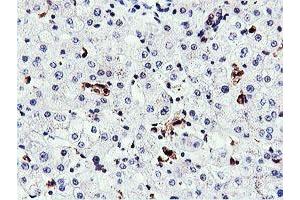 Image no. 6 for anti-Arginyl Aminopeptidase (Aminopeptidase B) (RNPEP) antibody (ABIN1500729) (RNPEP antibody)