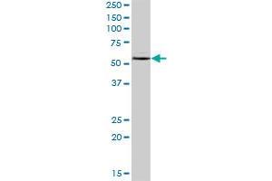 IMPDH1 MaxPab polyclonal antibody. (IMPDH1 antibody  (AA 1-563))