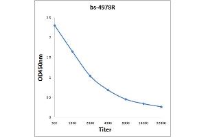 ATP2B1 antibody  (AA 351-450)