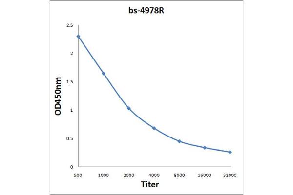 ATP2B1 antibody  (AA 351-450)