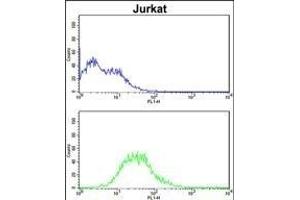 ATG14 Antibody (N-term) (ABIN388584 and ABIN2849826) flow cytometric analysis of Jurkat cells (bottom histogram) compared to a negative control cell (top histogram). (ATG14 antibody  (N-Term))
