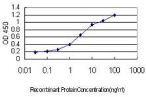 Detection limit for recombinant GST tagged TOPORS is approximately 0. (TOPORS antibody  (AA 98-205))