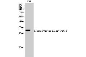 Western Blotting (WB) image for anti-Factor Xa Activated HC (cleaved), (Ile235) antibody (ABIN6286731) (Factor Xa Activated HC (cleaved), (Ile235) antibody)
