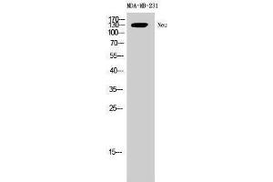 Western Blotting (WB) image for anti-Neuralized Homolog (Drosophila) (NEURL) (Ser352) antibody (ABIN3176272) (NEURL antibody  (Ser352))