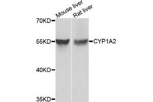 Western blot analysis of extracts of various cell lines, using CYP1A2 antibody. (CYP1A2 antibody)