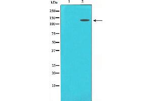 Western blot analysis on 293 cell lysate using MCM2 Antibody. (MCM2 antibody  (N-Term))