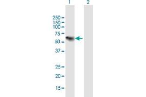 Western Blot analysis of C1RL expression in transfected 293T cell line by C1RL MaxPab polyclonal antibody. (C1RL antibody  (AA 1-487))