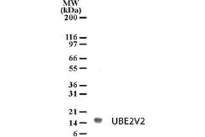 Image no. 1 for anti-Ubiquitin-Conjugating Enzyme E2 Variant 2 (UBE2V2) (AA 12-28) antibody (ABIN208904) (UBE2V2 antibody  (AA 12-28))