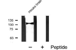 Western blot analysis of MYPT1 expression in mouse brain tissue extract. (PPP1R12A antibody  (C-Term))