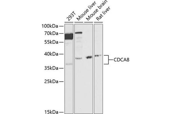 CDCA8 antibody  (AA 1-280)