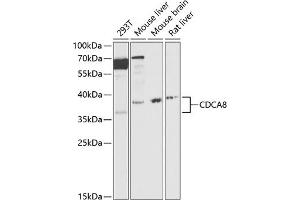 Western blot analysis of extracts of various cell lines, using CDC antibody (ABIN6127612, ABIN6138273, ABIN6138274 and ABIN6216282) at 1:1000 dilution. (CDCA8 antibody  (AA 1-280))