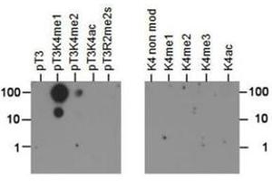 Dot Blot of Rabbit Histone H3 [p Thr3, Monomethyl Lys4] Antibody.