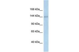 Image no. 1 for anti-DEAH (Asp-Glu-Ala-His) Box Polypeptide 38 (DHX38) (AA 240-289) antibody (ABIN6747319) (DHX38 antibody  (AA 240-289))