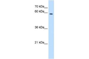 MPND antibody (20R-1268) used at 0. (MPND antibody  (N-Term))