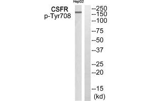 Western Blotting (WB) image for anti-Colony Stimulating Factor 1 Receptor (CSF1R) (pTyr708) antibody (ABIN1847862) (CSF1R antibody  (pTyr708))