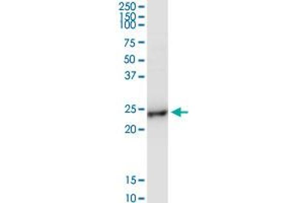 BCAP29 antibody  (AA 1-241)