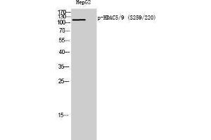 Western Blotting (WB) image for anti-HDAC5/9 (pSer220), (pSer259) antibody (ABIN3173001) (HDAC5/9 (pSer220), (pSer259) antibody)