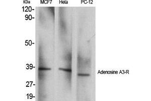 Western Blot (WB) analysis of specific cells using Adenosine A3-R Polyclonal Antibody. (Adenosine A3 Receptor antibody  (C-Term))