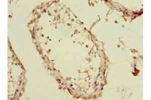 Immunohistochemistry of paraffin-embedded human testis tissue using ABIN7151978 at dilution of 1:100 (TMEM93 antibody  (AA 2-47))