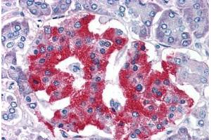 Human Pancreas: Formalin-Fixed, Paraffin-Embedded (FFPE) (GRB2 antibody  (AA 206-217))