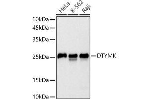 Western blot analysis of extracts of various cell lines, using DTYMK antibody (ABIN7266735) at 1:500 dilution.