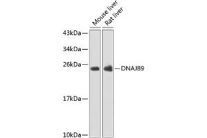 Western blot analysis of extracts of various cell lines, using DN antibody (ABIN6127771, ABIN6139715, ABIN6139716 and ABIN6223392) at 1:1000 dilution. (DNAJB9 antibody  (AA 24-223))