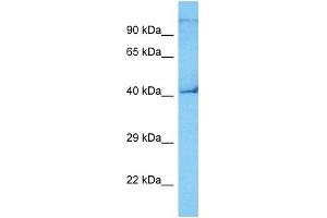 Host:  Mouse  Target Name:  E2F3  Sample Tissue:  Mouse Small Intestine  Antibody Dilution:  1ug/ml (E2F3 antibody  (C-Term))