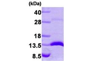 SDS-PAGE (SDS) image for Lectin, Galactoside-Binding, Soluble, 1 (LGALS1) (AA 1-135) protein (ABIN666663)