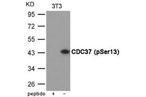 Western blot analysis of extracts from 3T3 cells using CDC37 (Phospho-Ser13) Antibody. (CDC37 antibody  (pSer13))