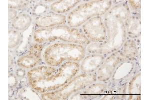 Immunoperoxidase of purified MaxPab antibody to LGMN on formalin-fixed paraffin-embedded human kidney. (LGMN antibody  (AA 1-433))