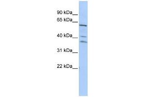 HRB antibody used at 1 ug/ml to detect target protein. (AGFG1 antibody  (Middle Region))