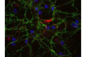 Indirect immunostaining of PFA fixed rat hippocampus neurons with anti-pantophysin (dilution 1 : 500; red) and mouse anti-synapsin 1 (cat. (SYPL1 antibody)