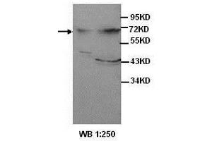 Western blot analysis of HepG2 cell and human fetal liver lysates, using AFP antibody. (alpha Fetoprotein antibody  (Middle Region))
