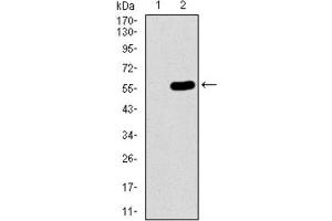 Western Blotting (WB) image for anti-Chromosome 17 Open Reading Frame 53 (C17ORF53) (AA 282-527) antibody (ABIN1842990) (C17orf53 antibody  (AA 282-527))