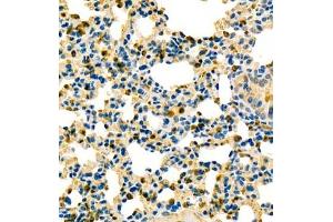 Immunohistochemistry analysis of paraffin embedded mouse lung using contactin-1 (ABIN7073572) at dilution of 1: 600 (Contactin 1 antibody)