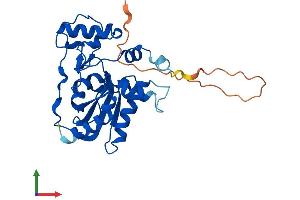 Protein Structure (PS) image for Methylmalonic Aciduria (Cobalamin Deficiency) CblC Type, with Homocystinuria (MMACHC) (AA 1-279) protein (His tag) (ABIN7560782)