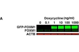 Generation of inducible GFP-FOXM1 expressing HEK293 cell lines. (FOXM1 antibody  (C-Term))