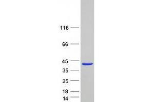Western Blotting (WB) image for Synaptonemal Complex Central Element Protein 2 (SYCE2) protein (Myc-DYKDDDDK Tag) (ABIN2733044)