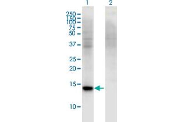 RBP7 antibody  (AA 35-134)