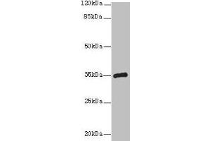 Western blot All lanes: CPXCR1 antibody at 5 μg/mL + Mouse brain tissue Secondary Goat polyclonal to rabbit IgG at 1/10000 dilution Predicted band size: 35 kDa Observed band size: 35 kDa (CPXCR1 antibody  (AA 1-301))